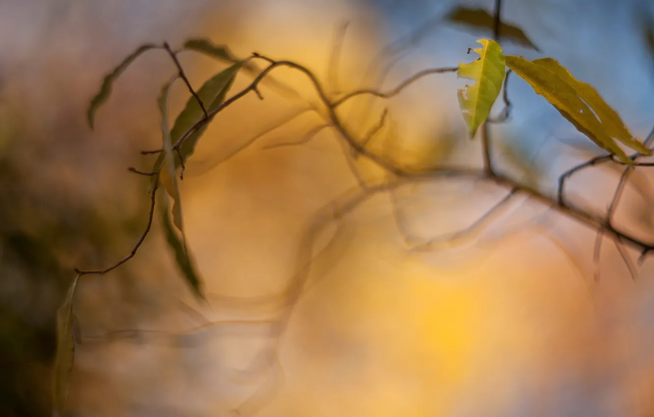 Фото обои листья, макро, деревья, желтый, фон, дерево, обои, размытие