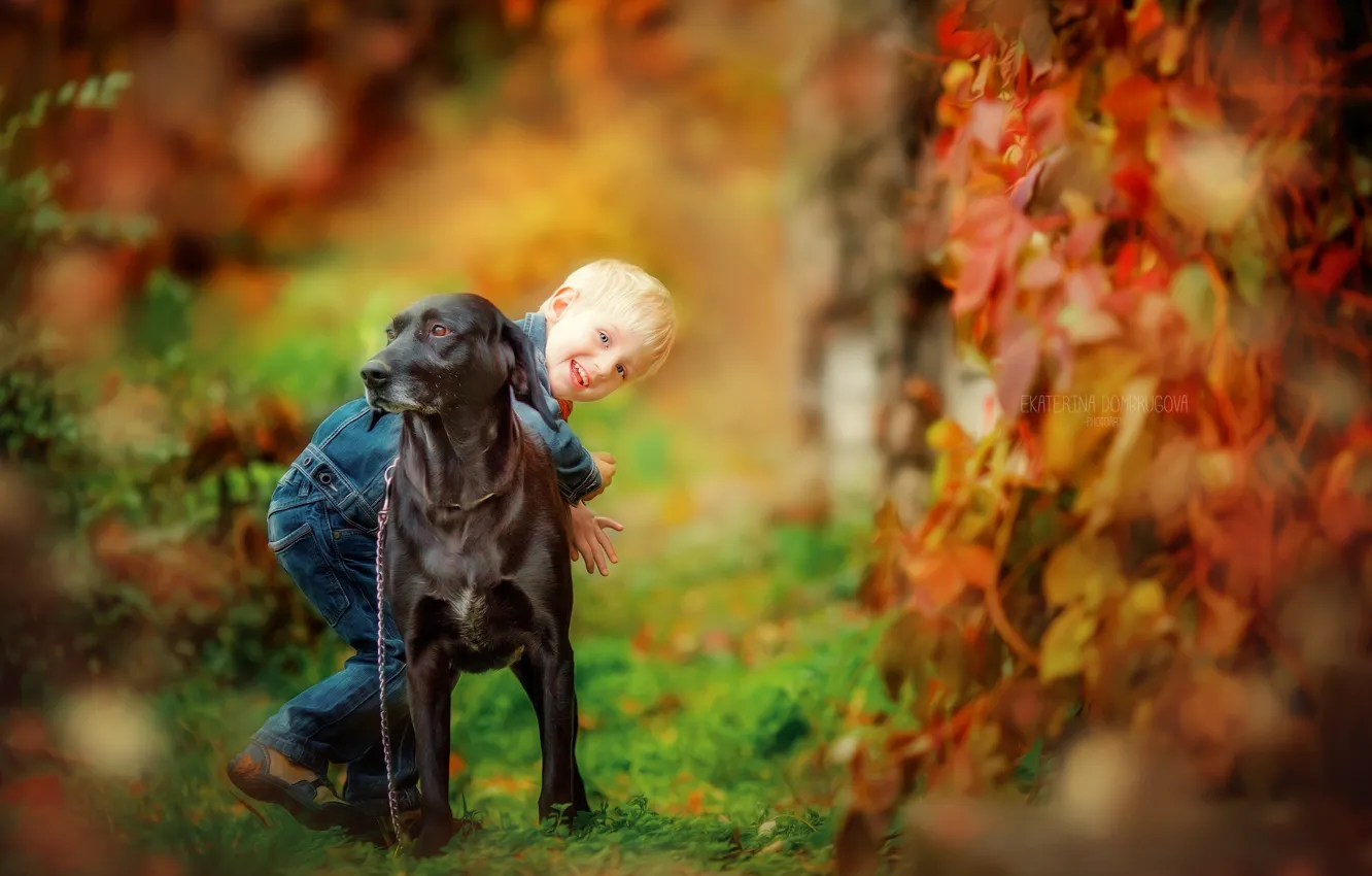 Фото обои осень, природа, собака, мальчик