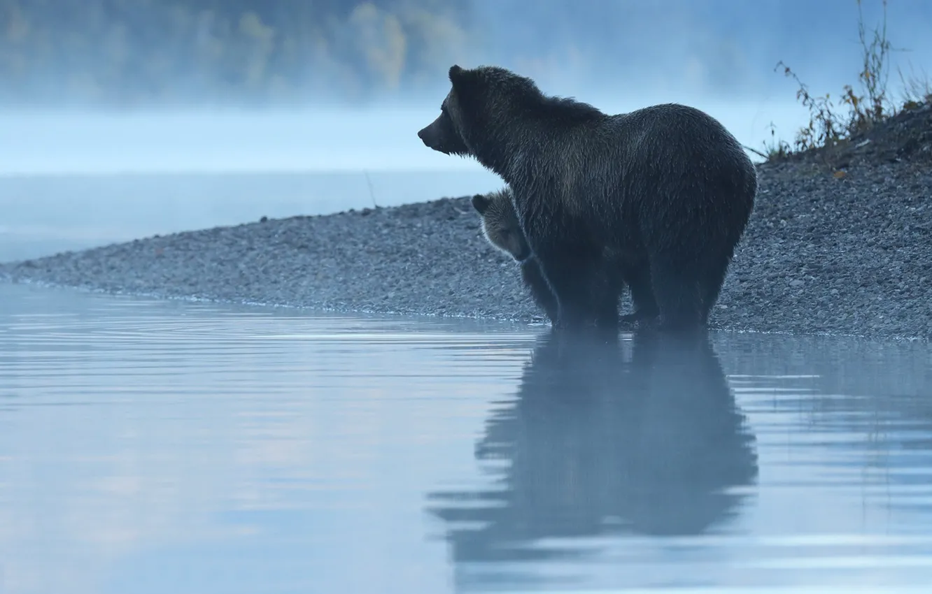 Фото обои вода, отражение, река, утро, медведи, медвежонок, медведица