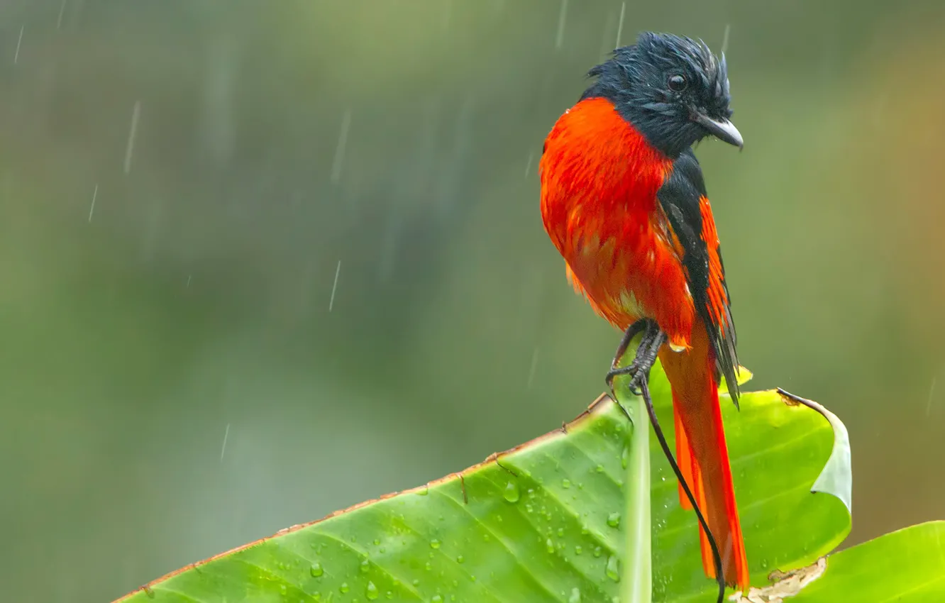 Фото обои дождь, птица, алый минивет, гималайский огненный личинкоед