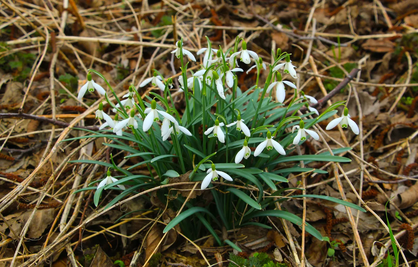 Фото обои white, snowdrops, blooming, speing
