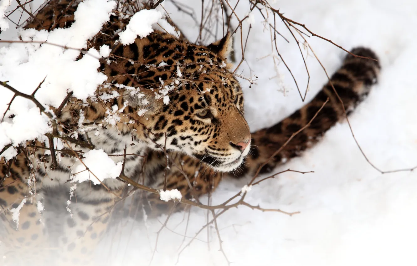 Фото обои зима, кошка, снег, ягуар