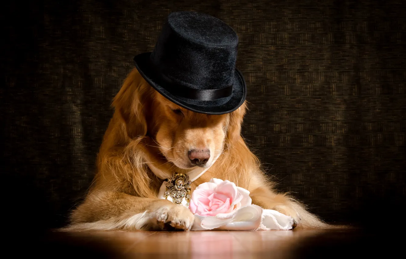 Фото обои цветок, морда, фон, роза, шляпа, лапы, галстук, лежит