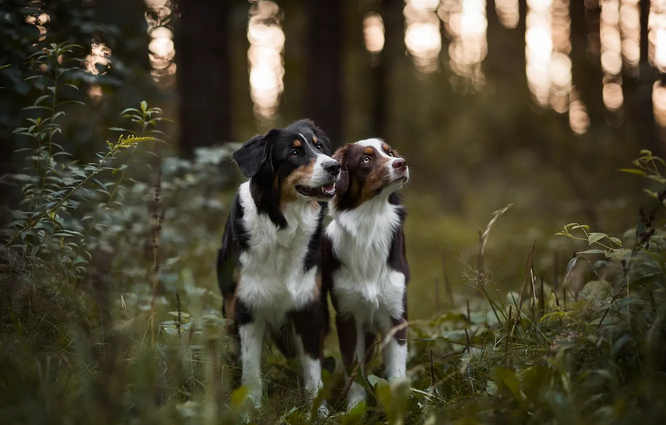 Фото обои лес, собаки, Австралийская овчарка, Аусси