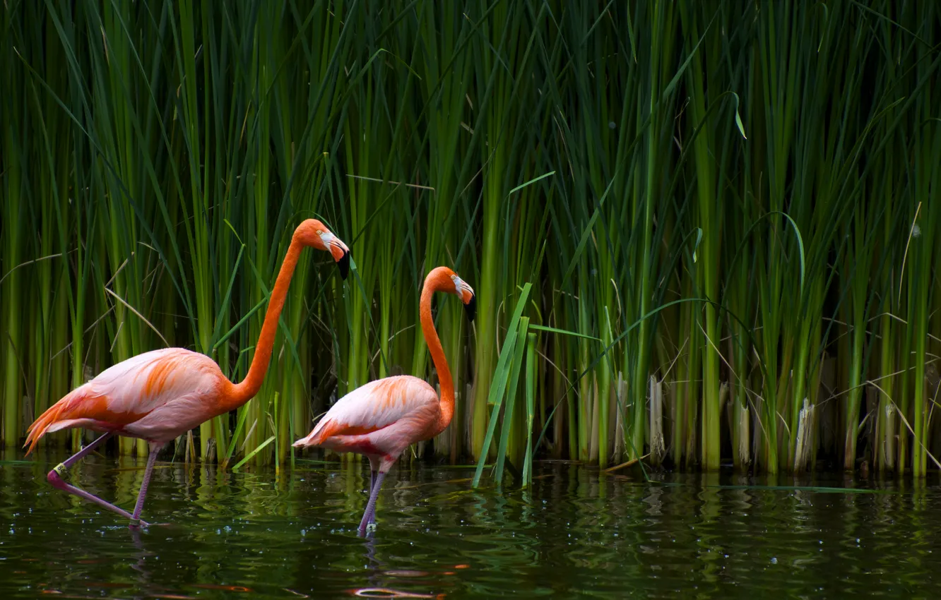 Фото обои озеро, тростник, фламинго, калифорния, sacramento zoo