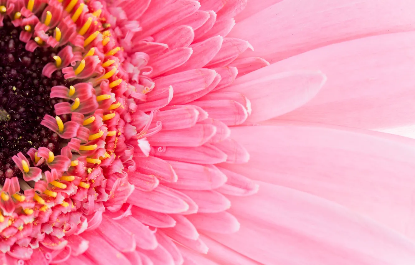 Фото обои flower, pink, petals, gerbera