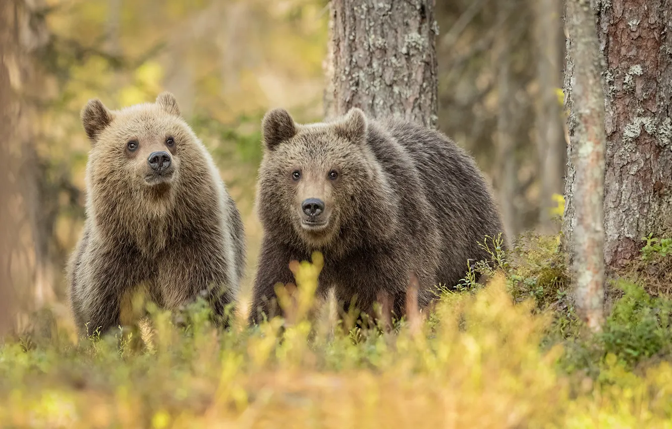 Фото обои лес, медведи, медвежата, парочка