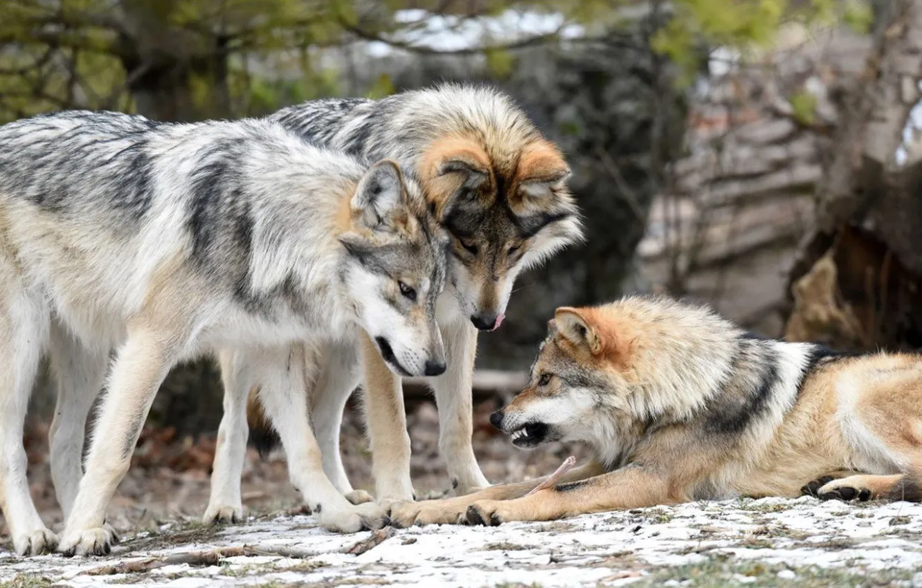 Фото обои Predator, nature, snow, face, animal, wolf, canis lupus, wildlife