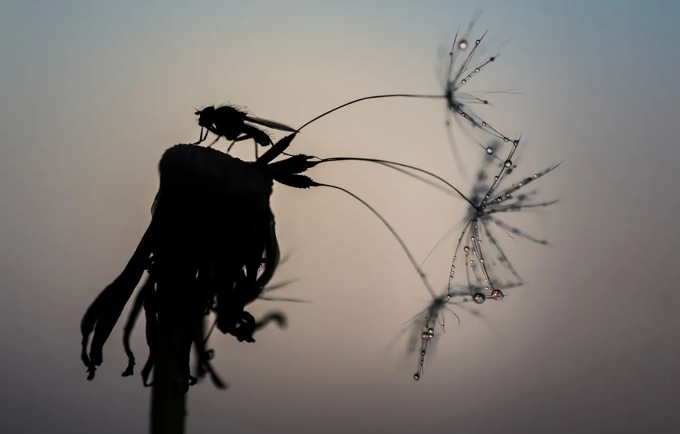 Фото обои муха, фон, одуванчик