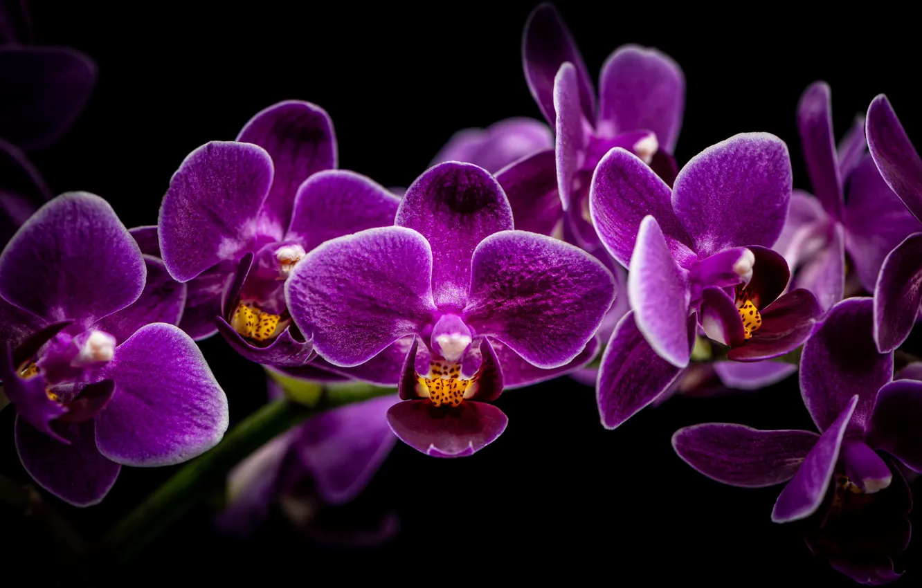 Фото обои ветка, черный фон, орхидеи, орхидея, сиренеые