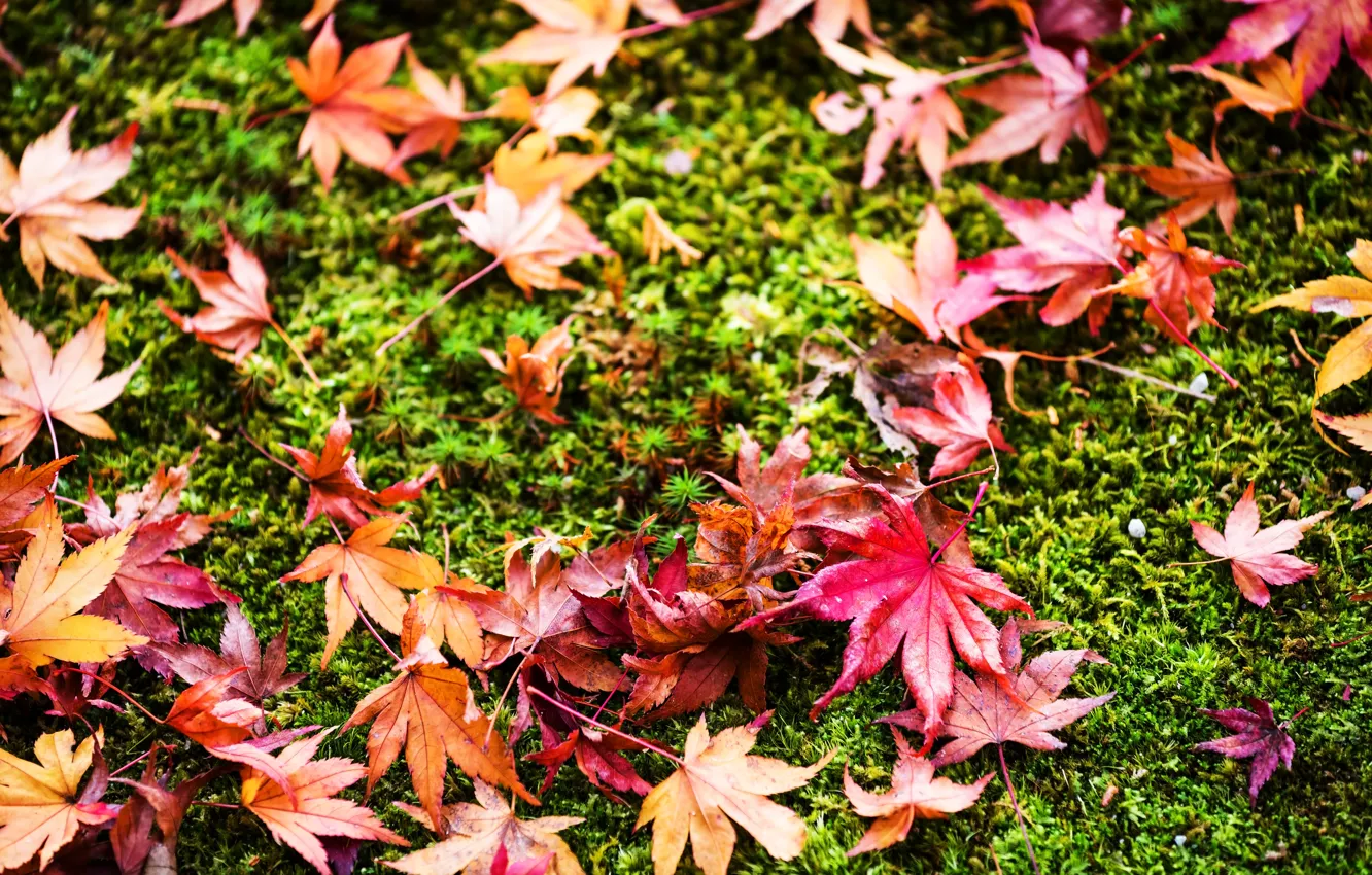 Фото обои осень, трава, листья, фон, colorful, grass, background, autumn