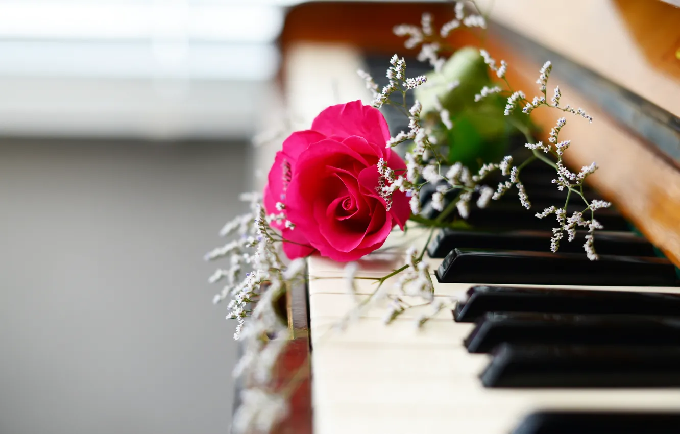 Фото обои цветы, музыка, пианино