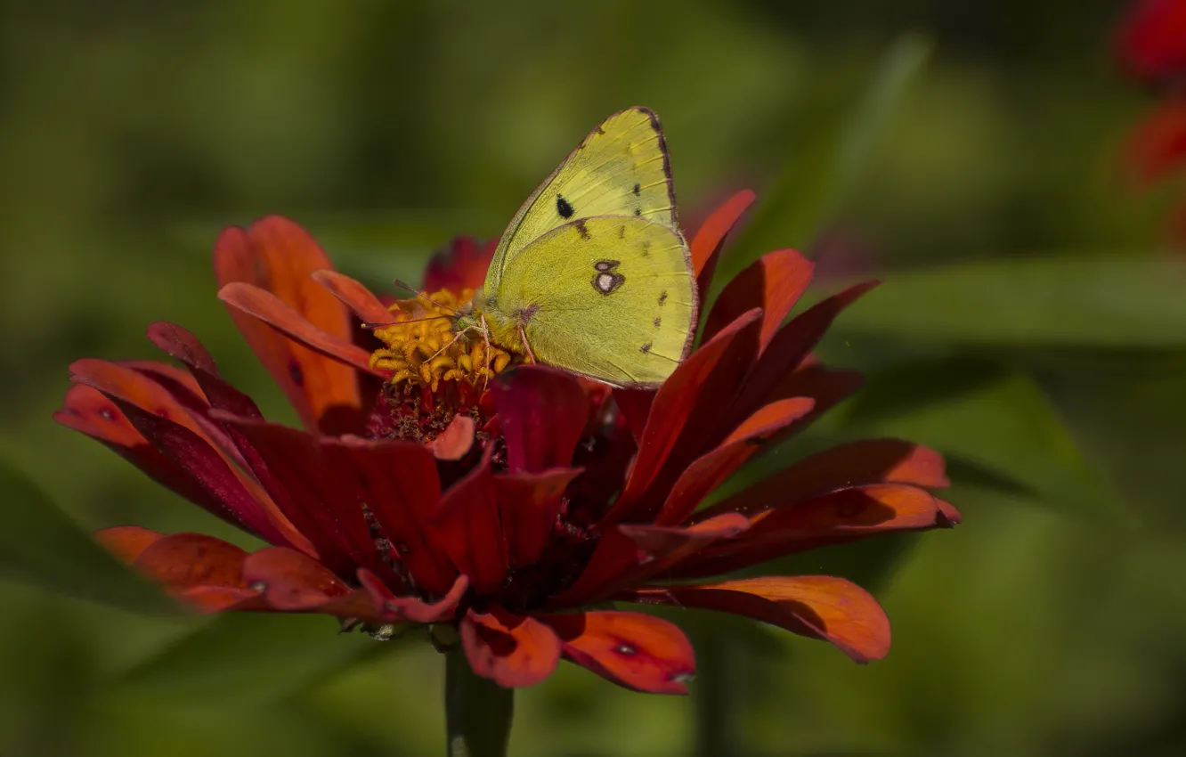 Фото обои цветок, фон, бабочка, желтушка луговая