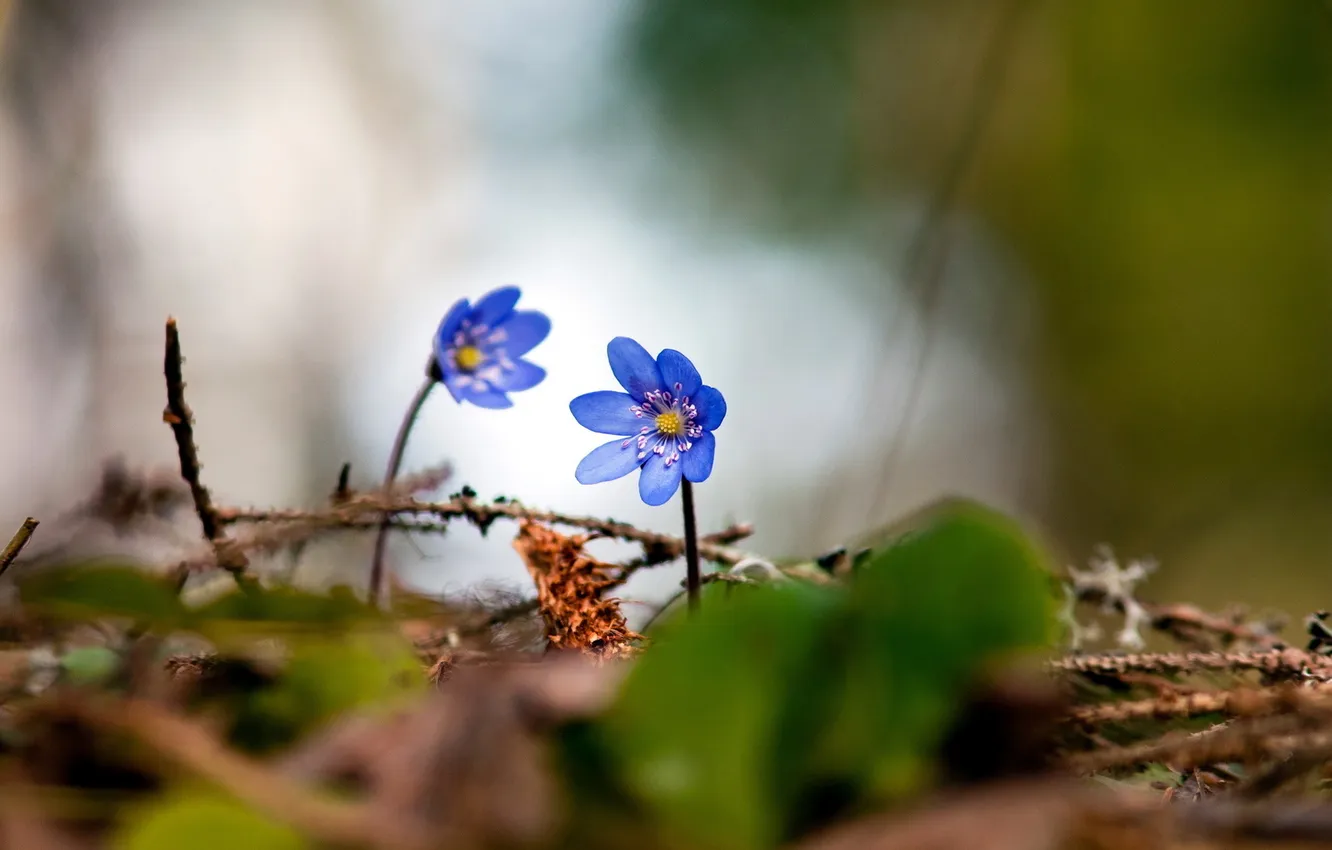 Фото обои природа, Цветы, голубые, в траве