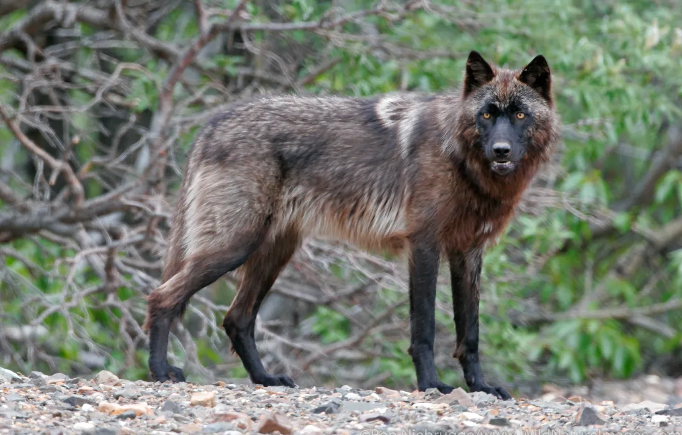 Фото обои nature, predator, animal, wolf, wildlife, black wolf, Canis lupus, portrait.
