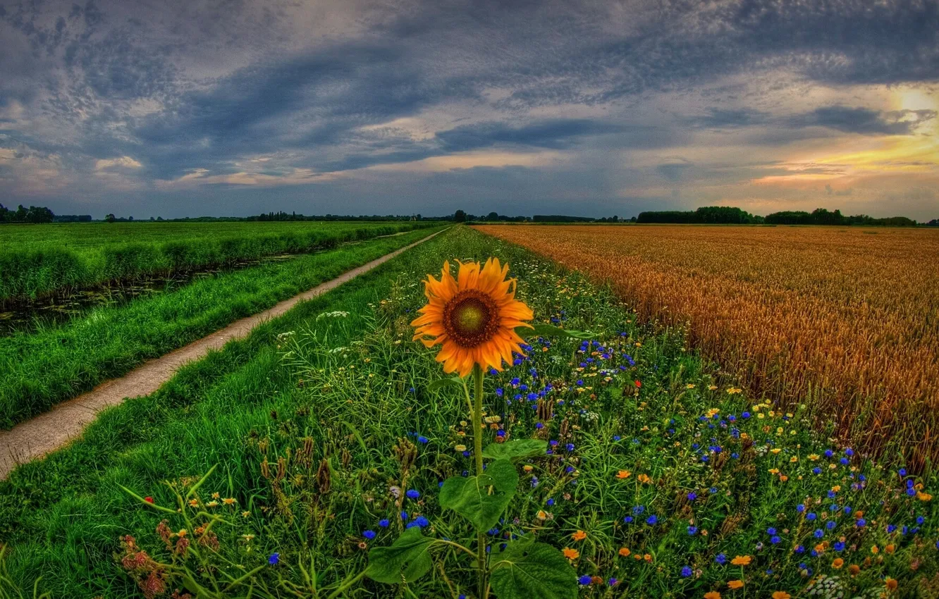 Фото обои поле, закат, цветы, подсолнух, колея, Нидерланды, Holland, Голландия
