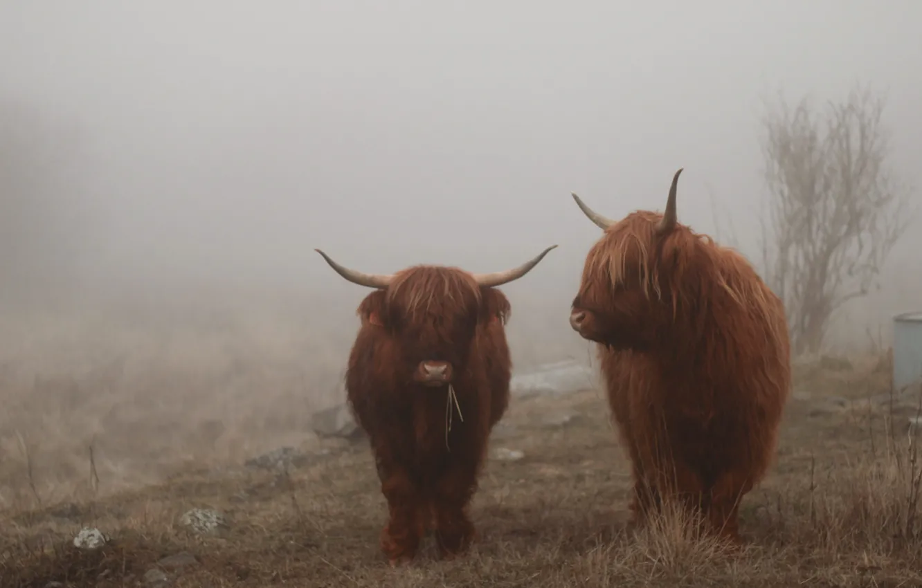 Фото обои туман, коровы, хайленд