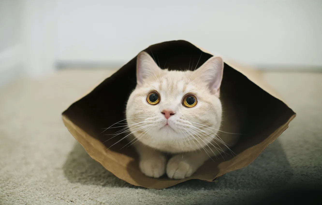 Фото обои кошка, взгляд, фон