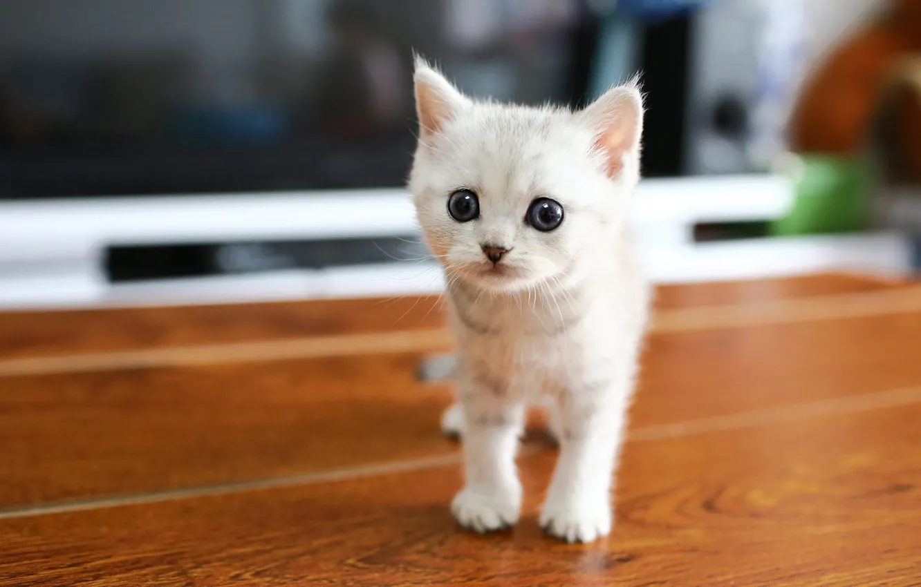 Фото обои кошка, белый, взгляд, котенок, малыш, пол, мордашка, серые глаза