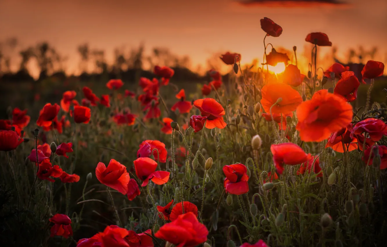 Фото обои солнце, закат, маки