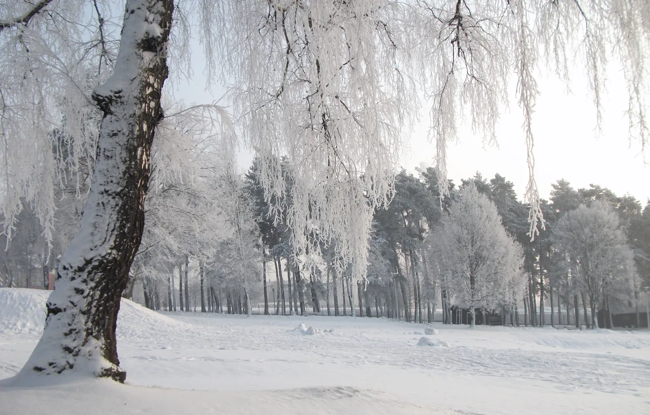 Фото обои холод, зима, снег, деревья, природа, мороз, Nature, trees