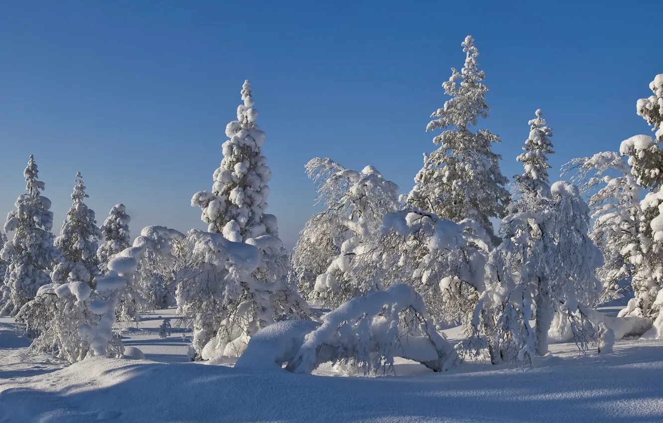 Фото обои зима, лес, небо, снег, деревья, пейзаж, елка, ель