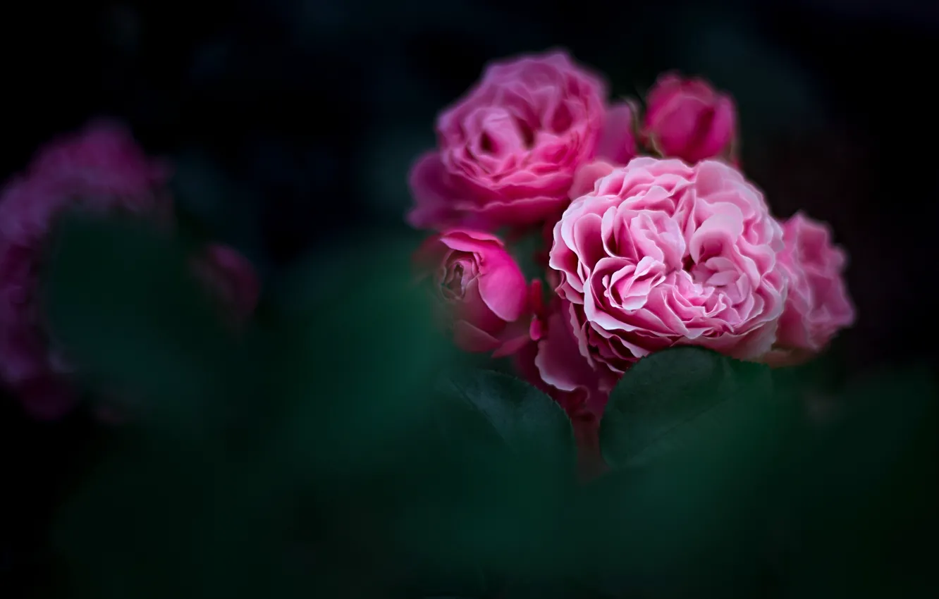 Фото обои листья, цветы, куст, розы, сад, бутоны, обои от lolita777