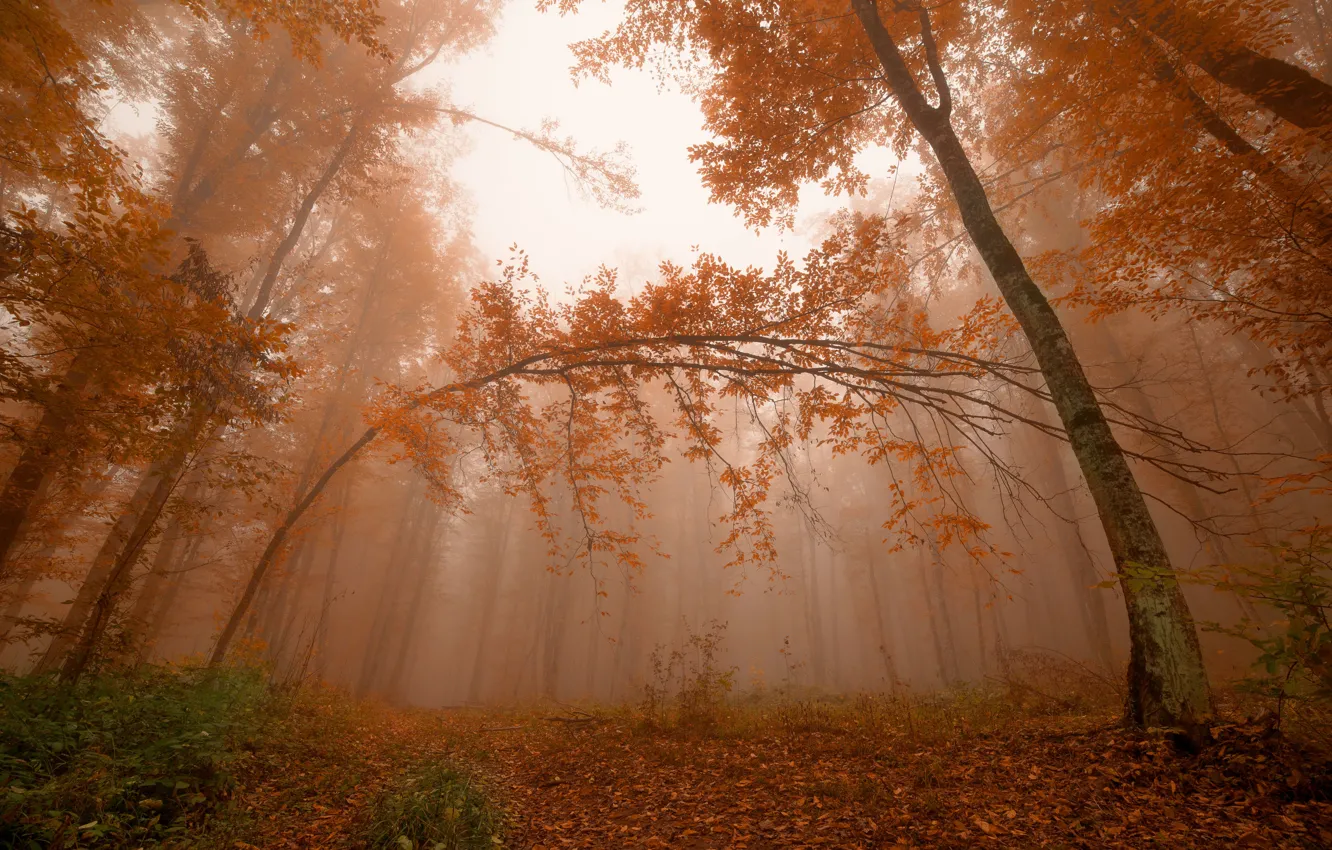 Фото обои лес, листья, деревья, туман, Осень