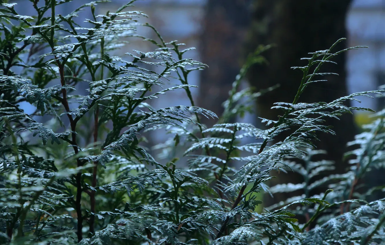 Фото обои plant, twig, coniferous shrub