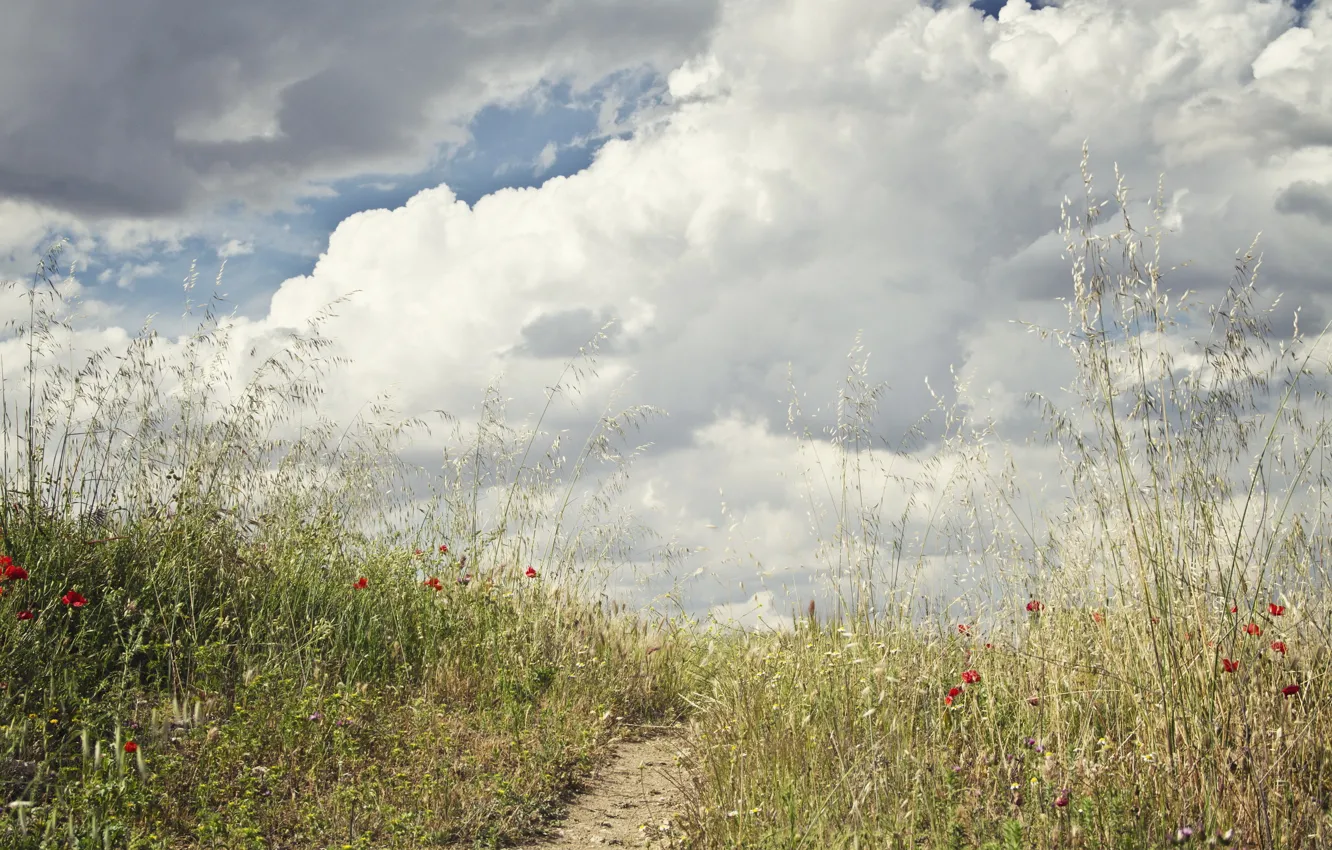 Фото обои поле, небо, трава, облака, цветы, тропинка