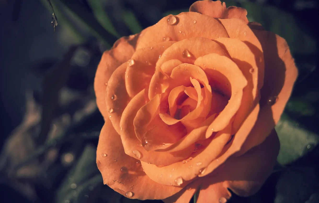 Фото обои роза, оранжевая, лепестки