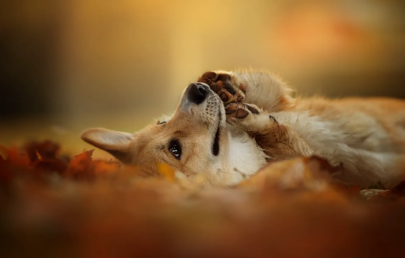 Фото обои осень, природа, друг, собака, Вельш-корги