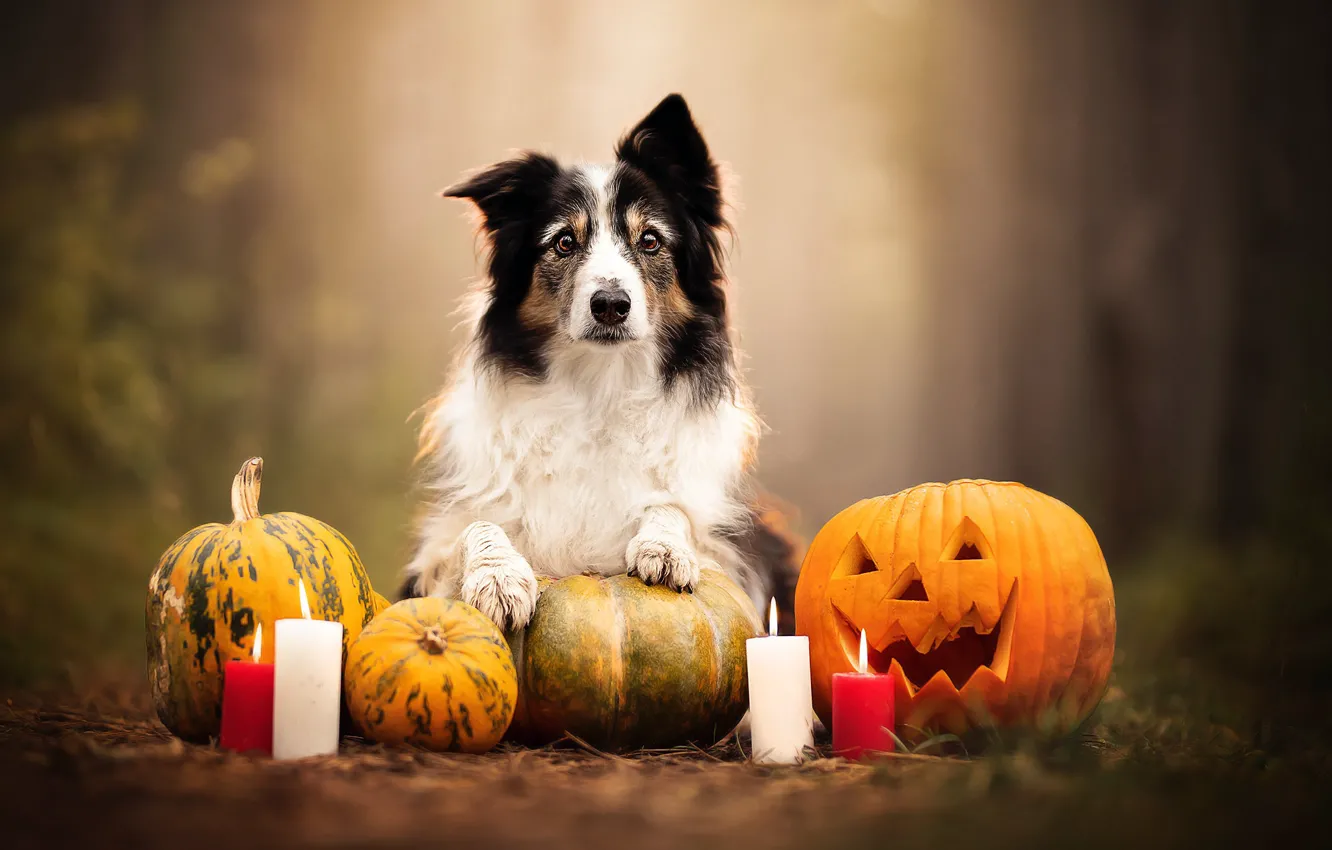 Фото обои собака, свечи, тыквы, Хэллоуин