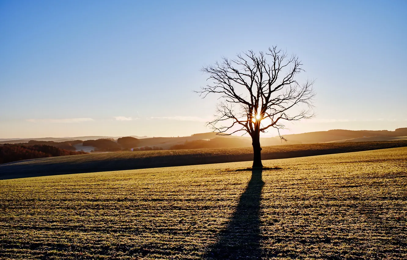 Фото обои поле, свет, дерево, утро