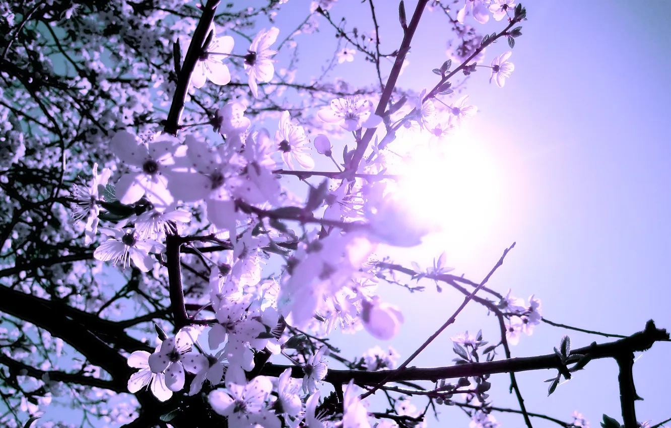 Фото обои ветки, дерево, весна, цветочки