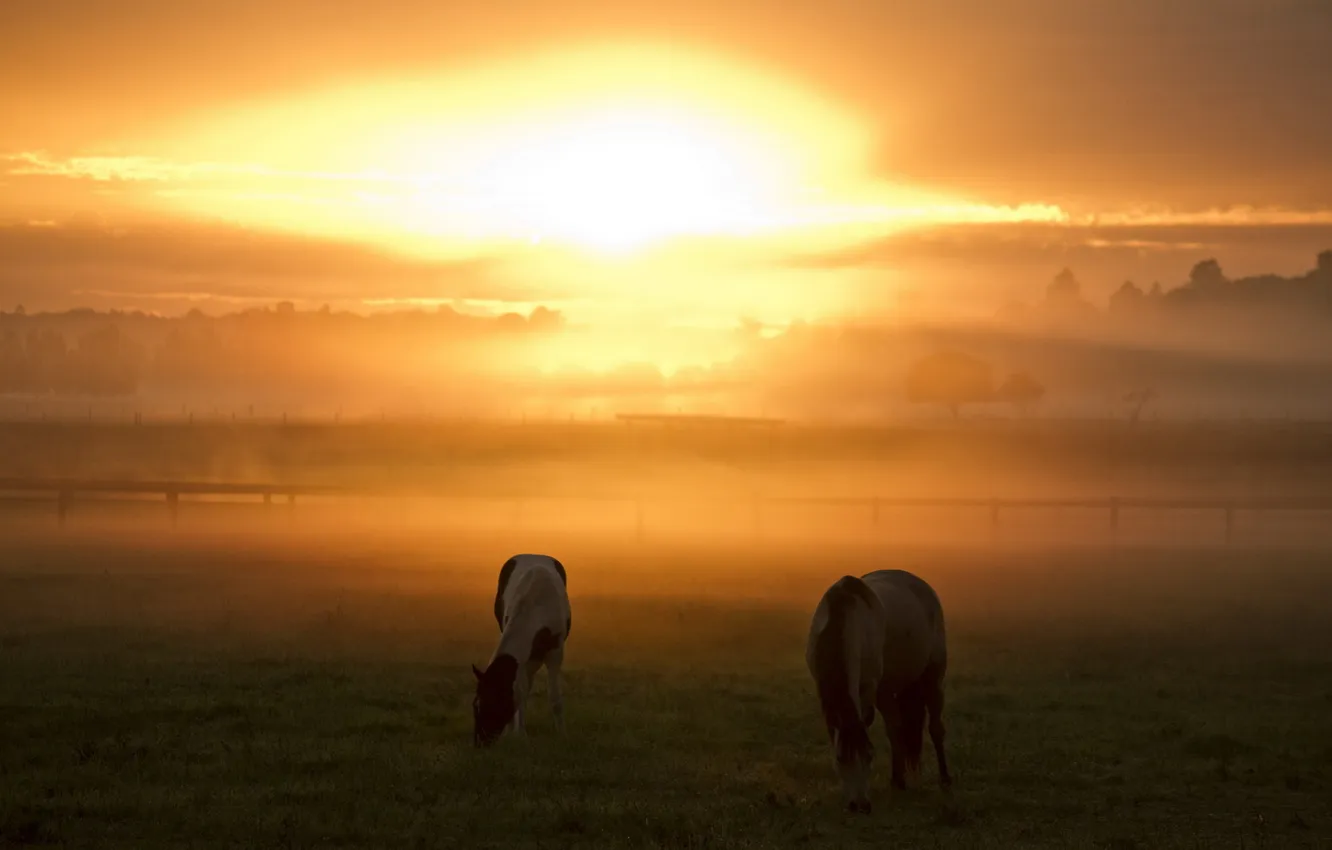 Фото обои закат, природа, туман, кони