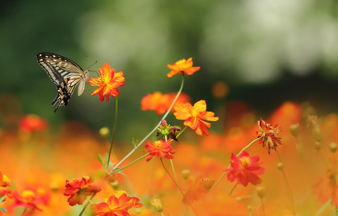 Фото обои red, butterfly, flowers, bokeh, petals, buds, stalks