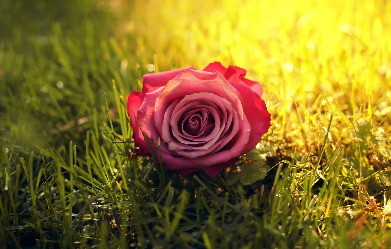 Фото обои цветок, трава, солнце, роза, солнечные лучи