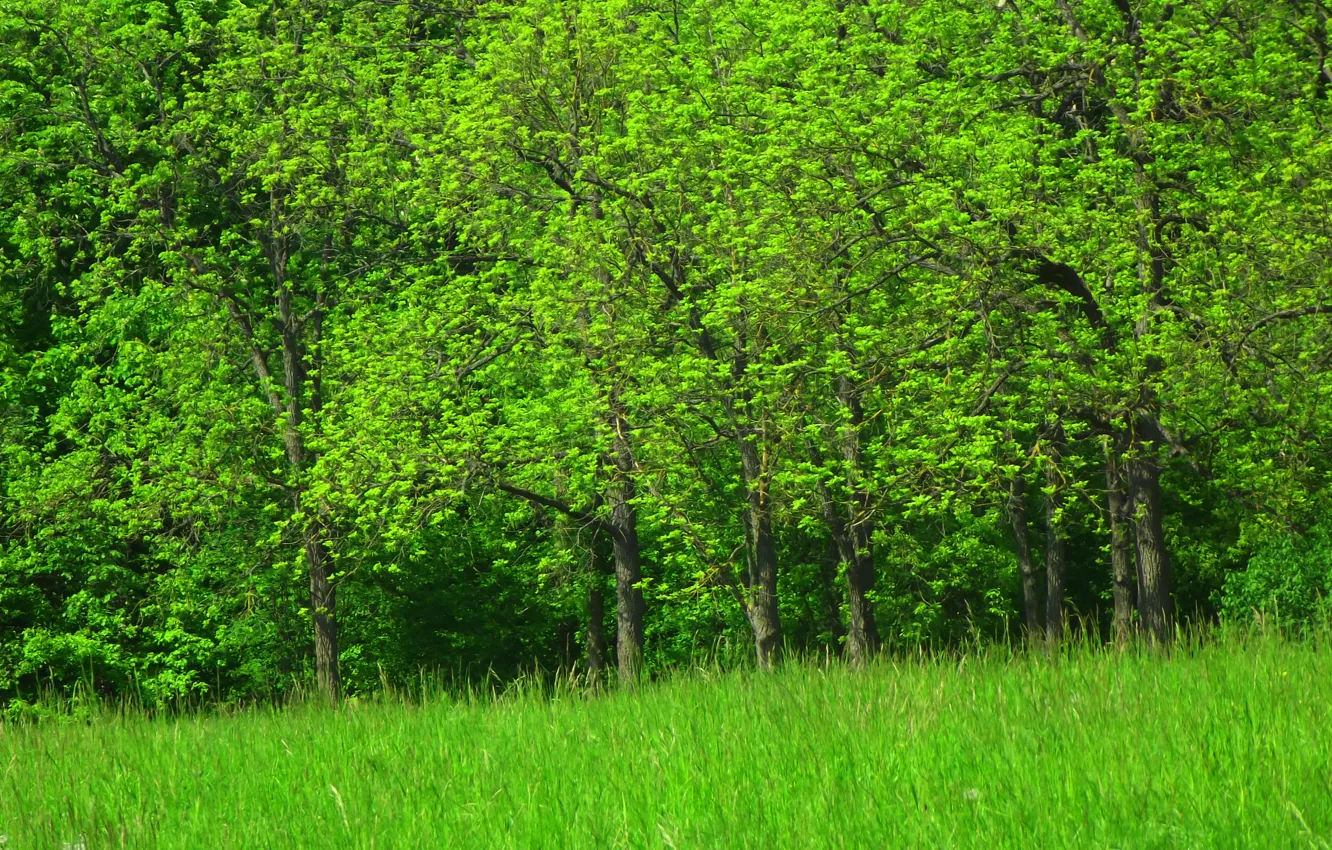 Фото обои Деревья, Пейзаш, Зёлёный