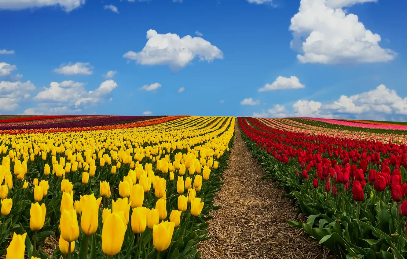 Фото обои поле, небо, облака, Германия, тюльпаны