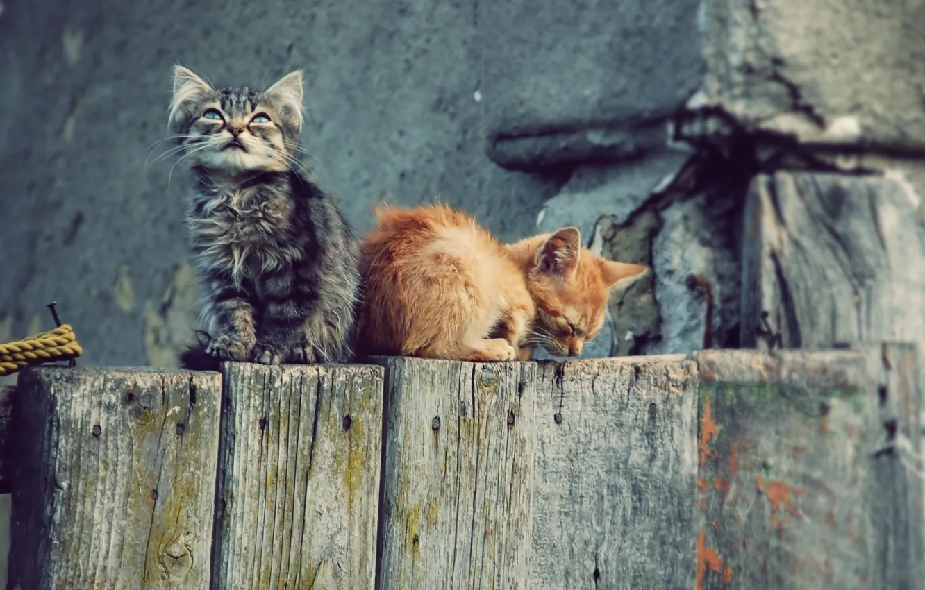Фото обои кошки, обои, забор, котята, wallpapers, котэ