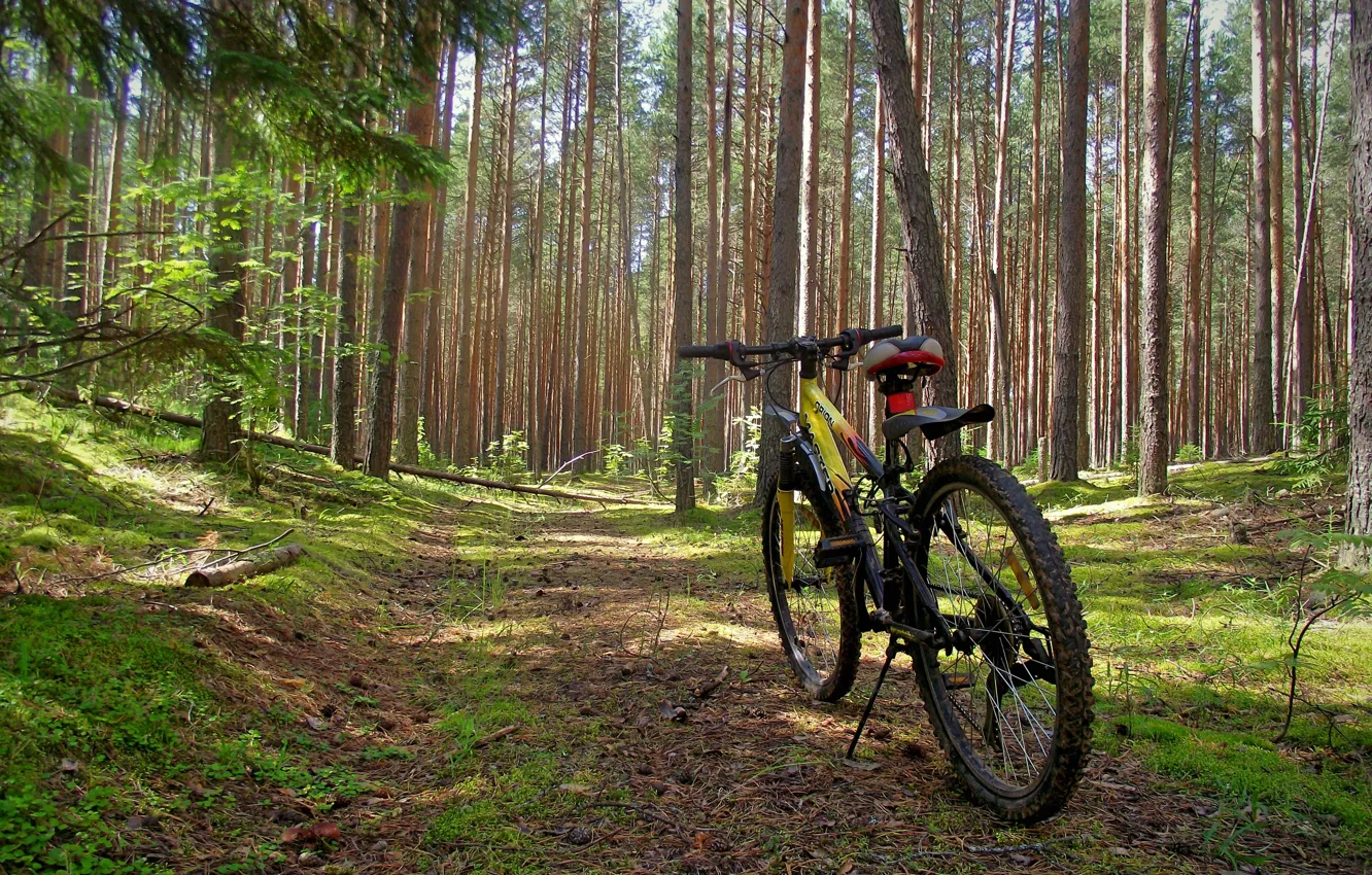 Фото обои лес, лето, природа, велосипед, день, солнечный