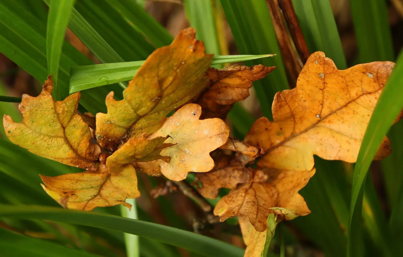 Фото обои осень, зеленый, Листья