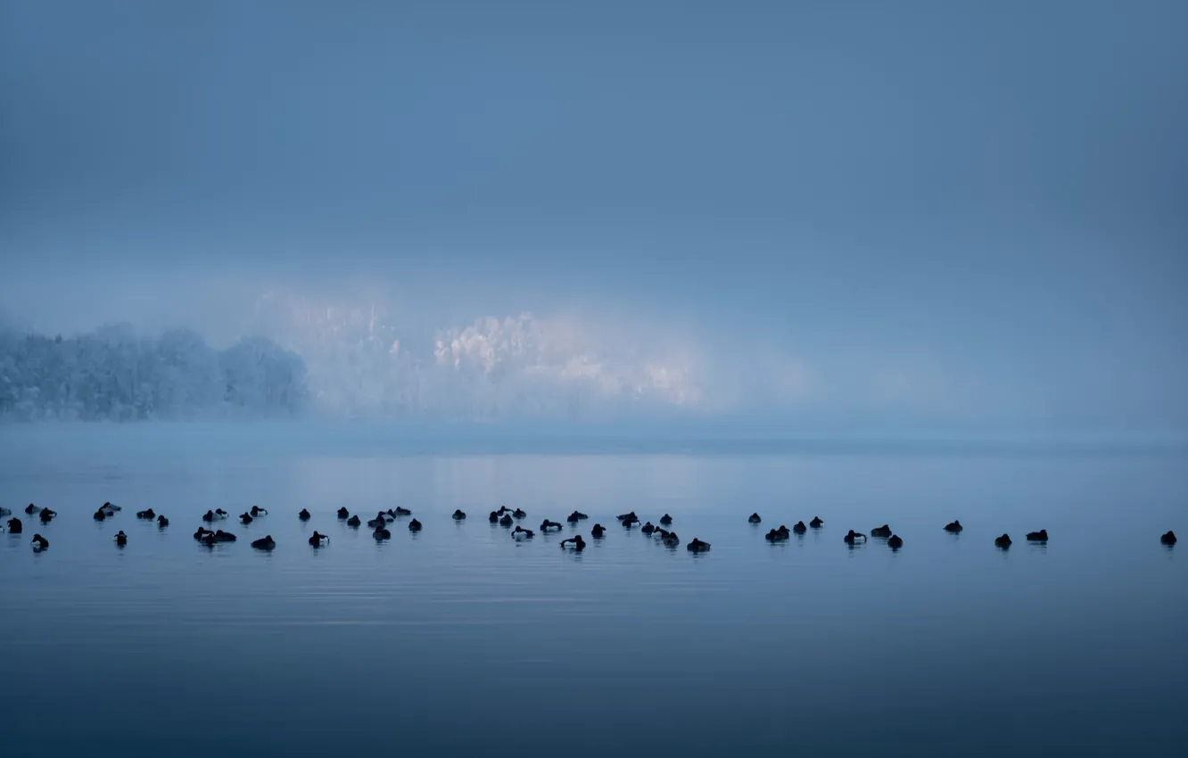 Фото обои птицы, туман, озеро