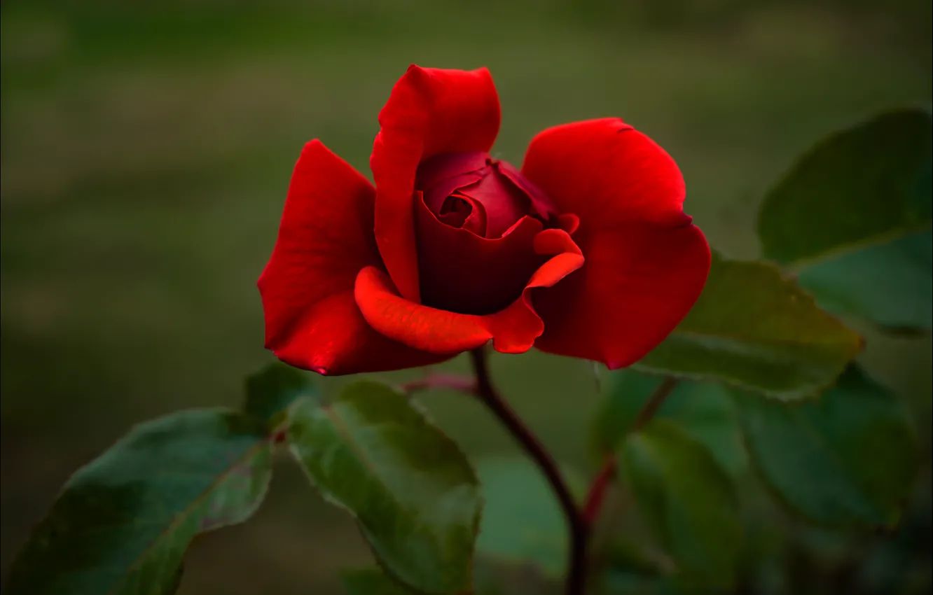 Фото обои цветок, листья, природа, роза, красная