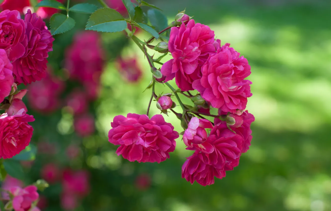 Фото обои макро, розовый, куст, розы