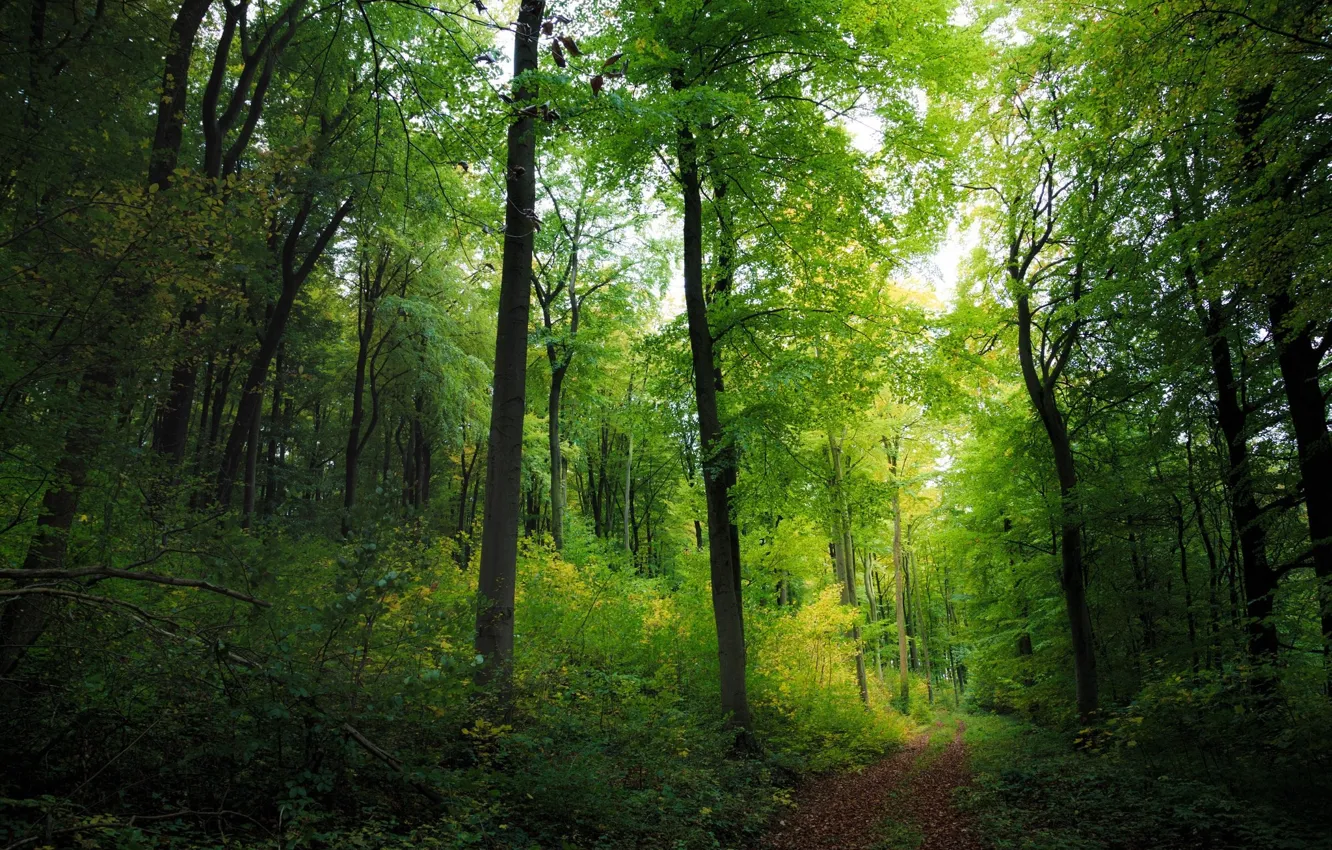 Фото обои зелень, лес, деревья