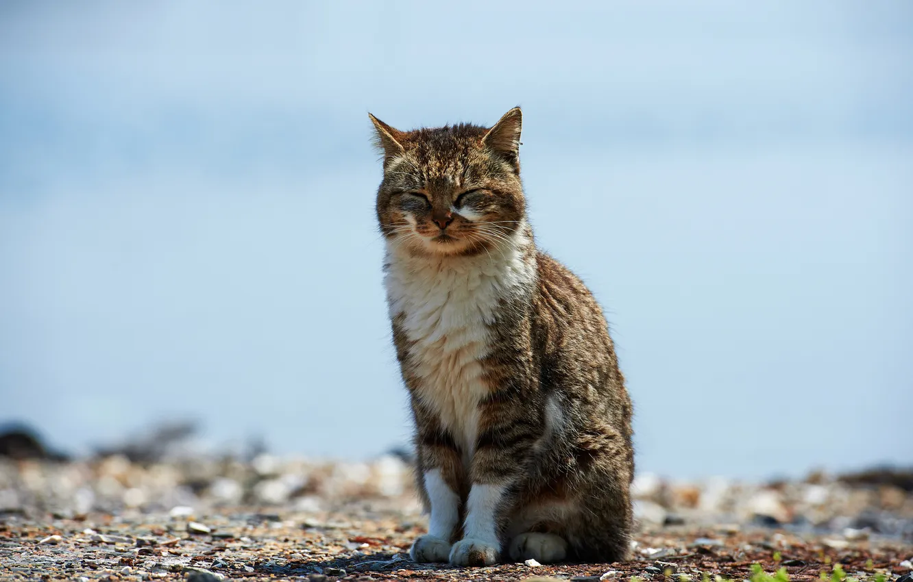 Фото обои кот, земля, фокус, кошак, солнечно, закрытые глаза