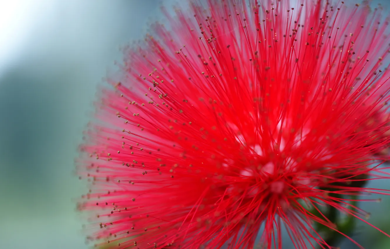 Фото обои цветок, красный, мимоза, Powderpuff Tree