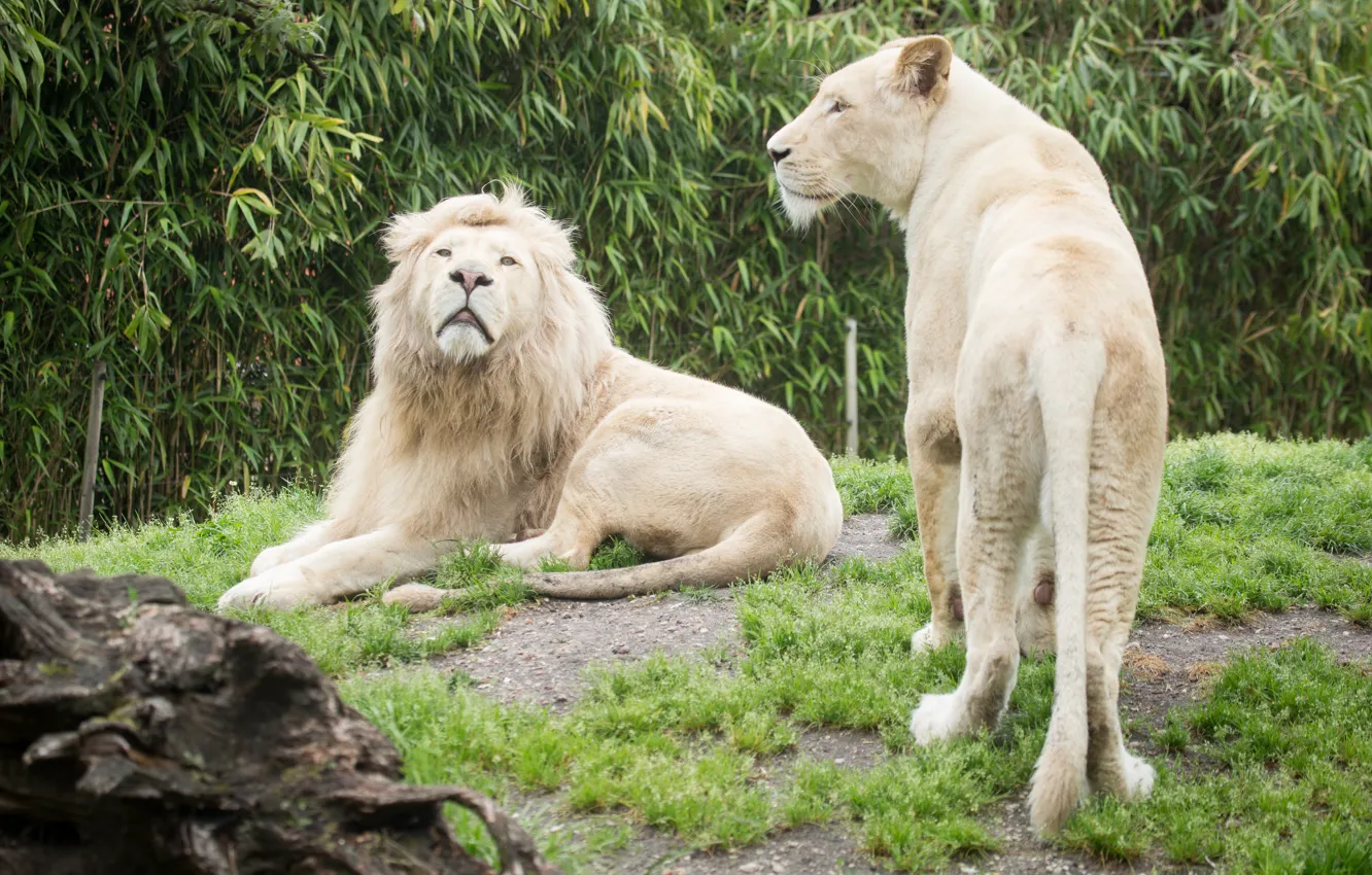 Фото обои трава, кошки, лев, львица, белые львы